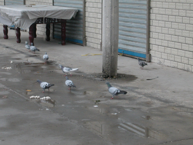 50_Dscn2702